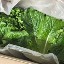 상추 | 전라도 익산 신선하고 진짜 맛있는 청상추 후기