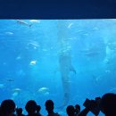 아마다방 | 오키나와 츄라우미 수족관 입장권 예매 후기 + 수족관 관람 후기 (고래상어 촬영 꿀팁)