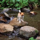 멍돌이와 멍순이 이미지