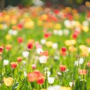 제주542펜션 이미지