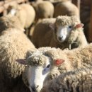 선곡목장 이미지