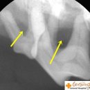 그랜드벳동물병원 이미지