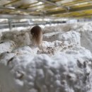 (주)웰니스팜 이미지