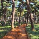 금강로하스 해피로드(2) | 맨발걷기, 건강을 찾아 떠나는 전국 명소 완전 정복!!