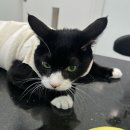 스타동물병원 이미지