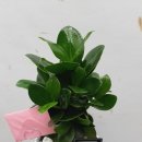 꽃배달2004플라워 이미지