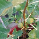 무화과나무 이미지