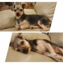 코~오 자자 이미지