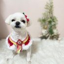 해피펫살롱 이미지