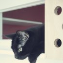 코코보노 고양이호텔 이미지