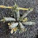 리치아이 이미지