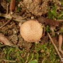 황토버섯 이미지