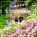 전남 대표 수국축제! 도초도 수국축제 실시간 개화상황 및 배편, 현 시점 많이핀 구역 완벽정리!