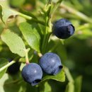 빌베리[ Bilberry ] 이미지