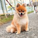 댕댕이# 이미지