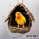 둥지 쇼핑하우