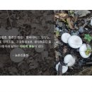 인제군자연산버섯 협동조합 | [인제군 자연산버섯 협동조합] 버섯