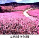 주생면 상도마을 네이버블로그