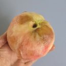 선산분홍복숭아 | 농라-선산분홍 대옥일천 복숭아🍑