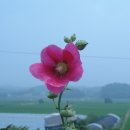 접시꽃 이미지