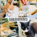 하나웨어 판매관리시스템 | 충주 여행 필수 코스 고양이 카페 봄은고양이로다 방문 후기