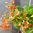 시랑초등학교 이미지