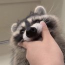 삼칠공 | 앰포리어스 3.6 (1) / 9월 24일