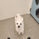 토리애견