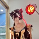 동탄중앙동물병원 이미지