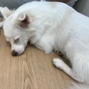 아르멍미르멍 이미지