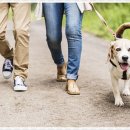 베베펫 천안 강아지분양 고양이분양 이미지