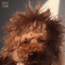 튀김천국