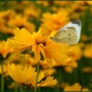 아차산로 이미지