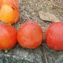 대봉부동산중개 이미지