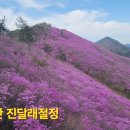 천주산 진달래 개화 4월 5일 이미지