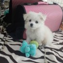 강아지 켄넬 이미지