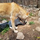 아기염소 이미지