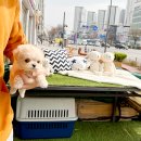 까미애견샵 이미지