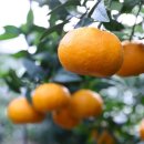 브릭스 제주 이미지