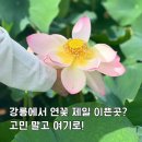 경포 | 강릉 연꽃, 7월에 꼭 가볼만한곳 경포가시연습지 후기