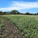 조천읍 와흘메밀마을 이미지