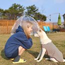 도그팰리스 이미지