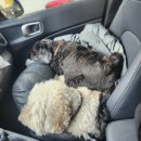 다솜켄넬 이미지