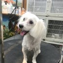 계룡애견 이미지