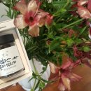 민들레하우스 이미지