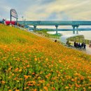 달성파크뮤직콘서트 사문진나루터 축제 다녀온 후기
