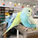 GS25구래나비점 이미지