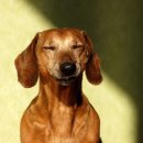 웃는강아지 이미지