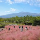 핑크뮬리 이미지