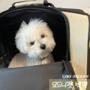 내돈내산 후기/ 강아지 백팩 [모드니펫 백팩]